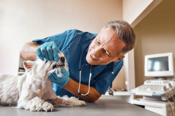 Best Emergency Dental Care for Sports Injuries in Germantown Hls, IL